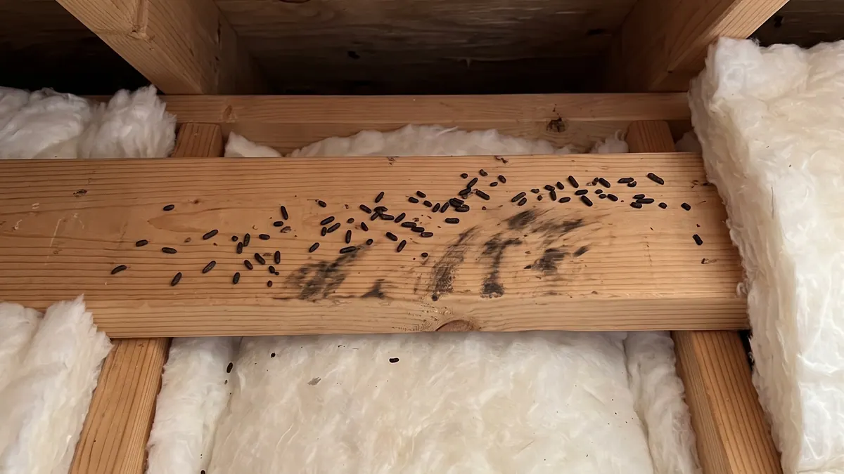 Illustration of rodent droppings along a wooden joist between insulation batts in an attic.