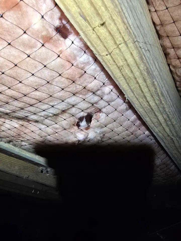 A Rozier Pest Control & Waterproofing crew inspecting attic or crawl space insulation damage and cracked wood joist.
