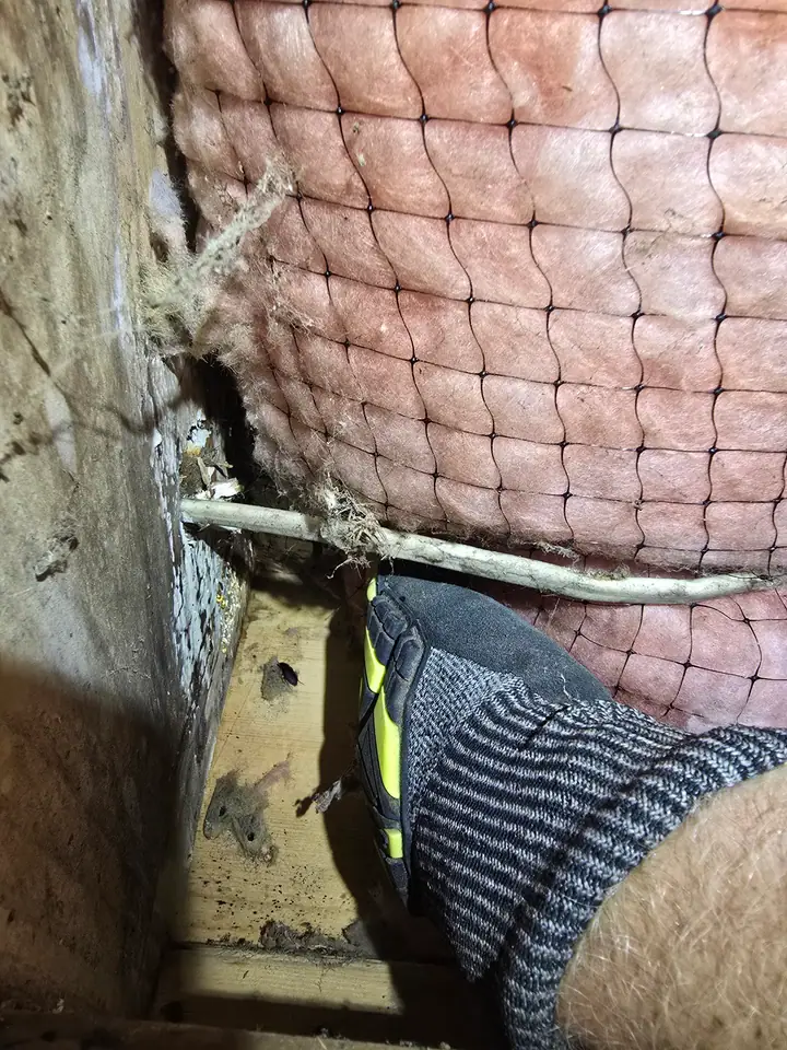 A Rozier Pest Control & Waterproofing crew inspecting rodent droppings and contaminated insulation in a dirty crawl space.