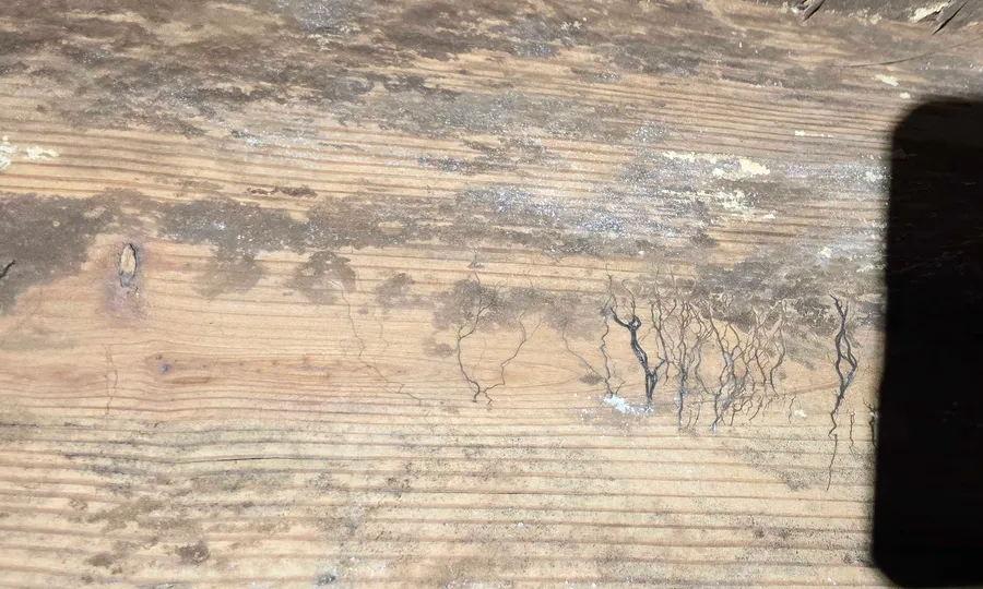 Damaged crawl space framing with soil tubes, photographed during a Rozier Pest Control & Waterproofing termite inspection.