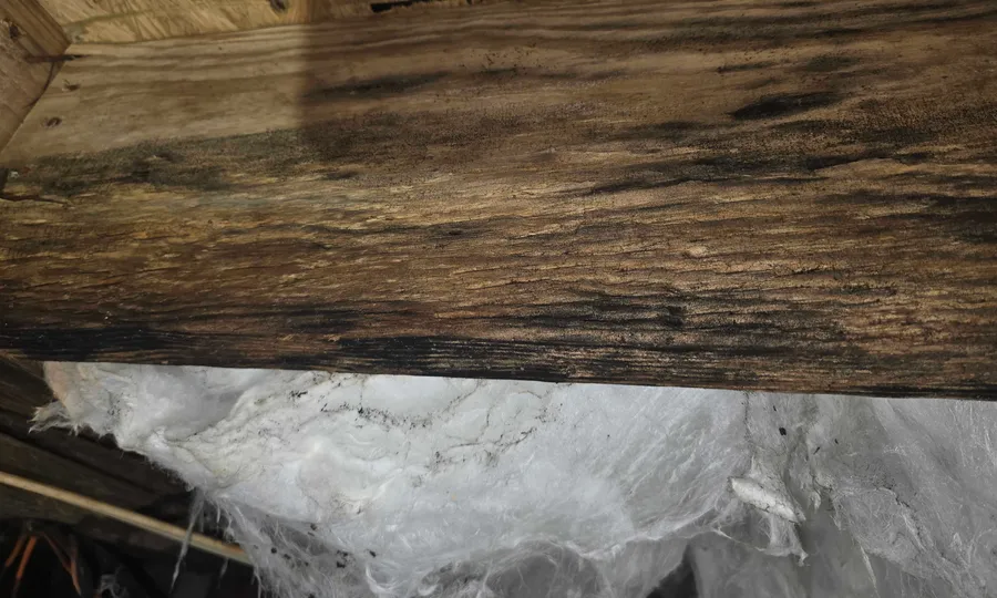 Moisture stained crawl space beams and failing insulation photographed by Rozier Pest Control & Waterproofing.