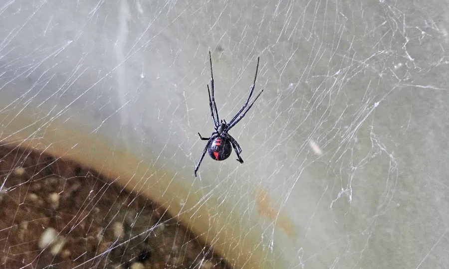 A black widow spider in its tangled web against a foundation, identified by Rozier Pest Control & Waterproofing.