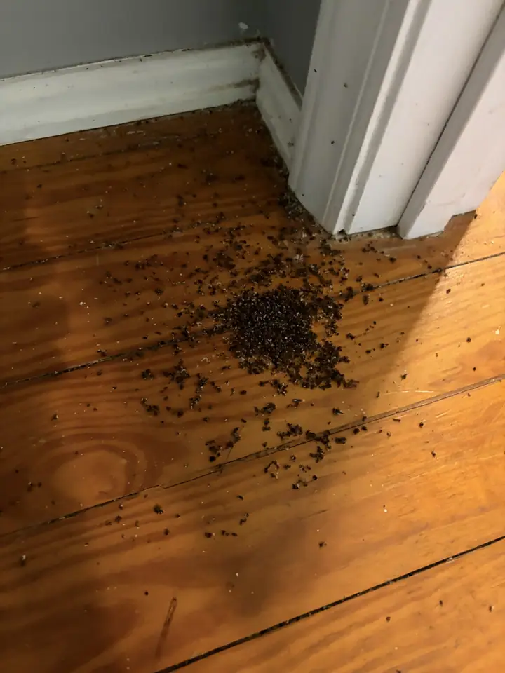 Ant problem signs with frass and sawdust piles near a baseboard.