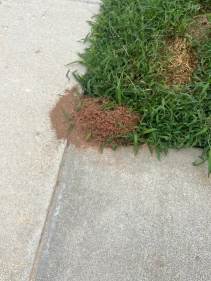 Ant nests in garden near a concrete pathway, a common sign of infestation.