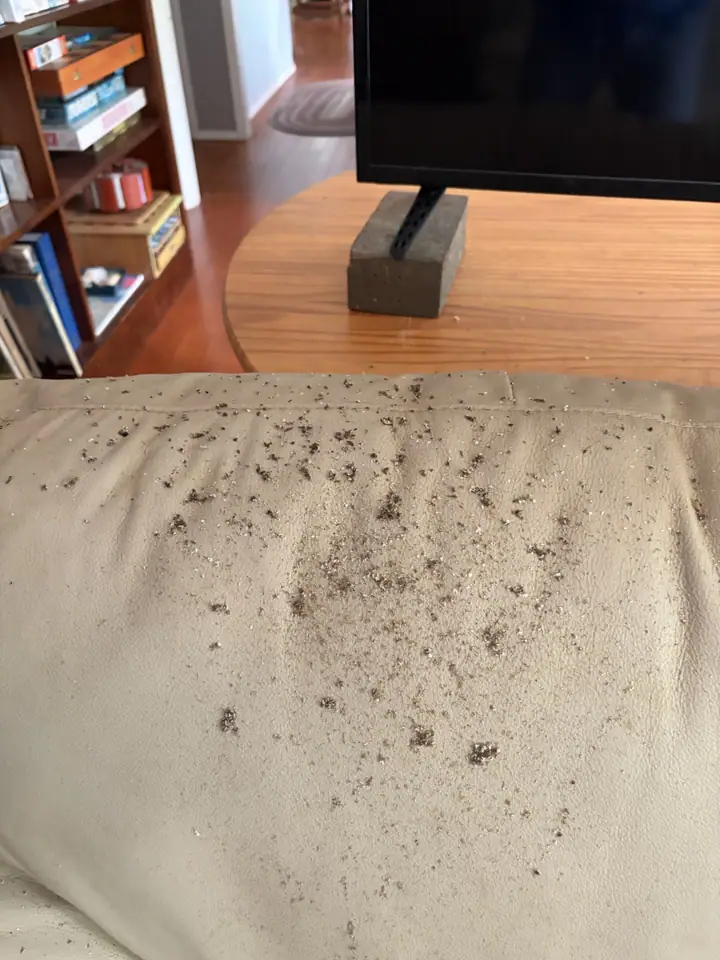 A Rozier Pest Control & Waterproofing crew inspecting bed bug fecal spotting and discarded shells on a light-colored couch cushion.