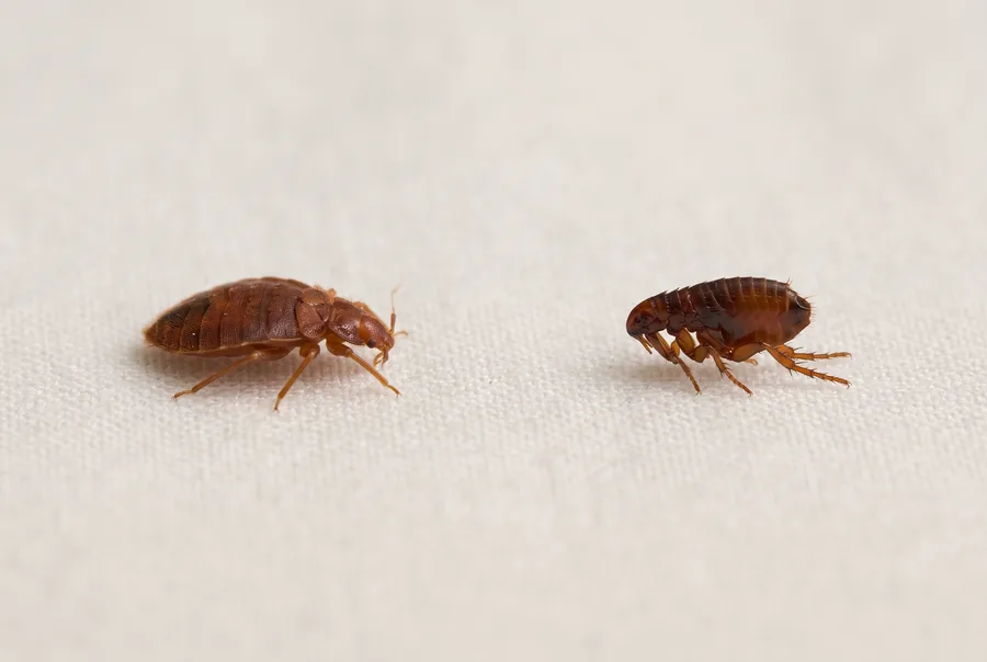 Illustration of a bed bug beside a flea for comparison.