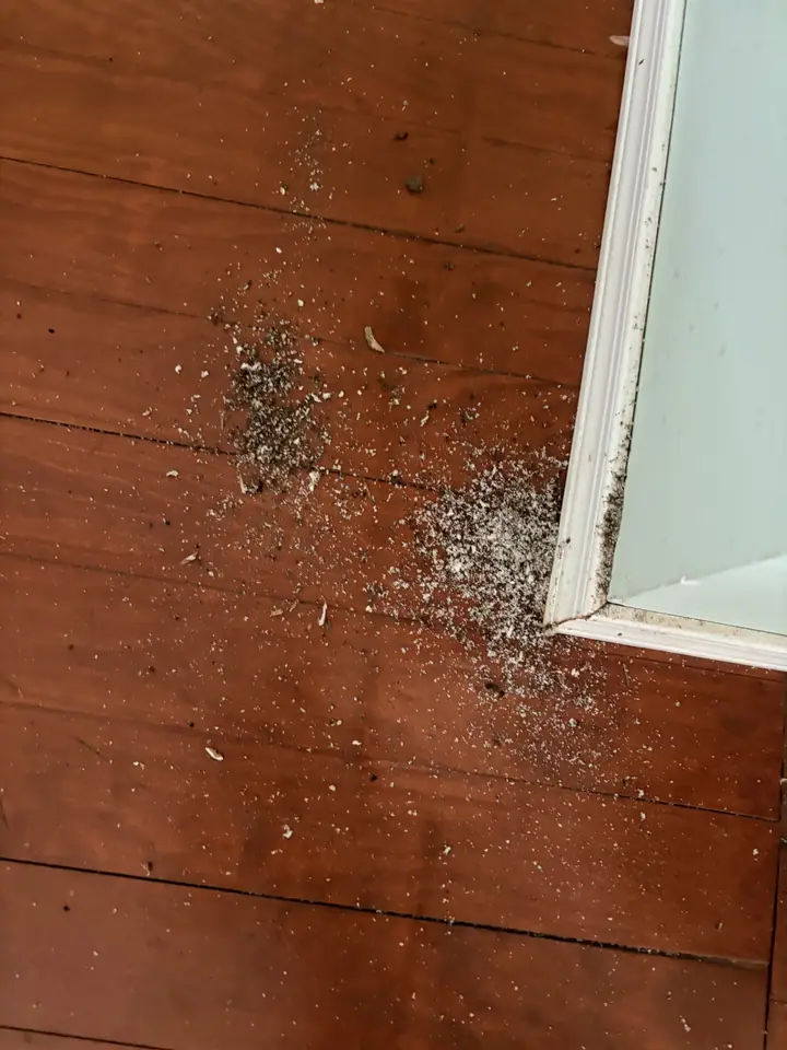 A Rozier Pest Control & Waterproofing crew inspecting frass and sawdust piles near a wooden door frame, indicating ant infestation.