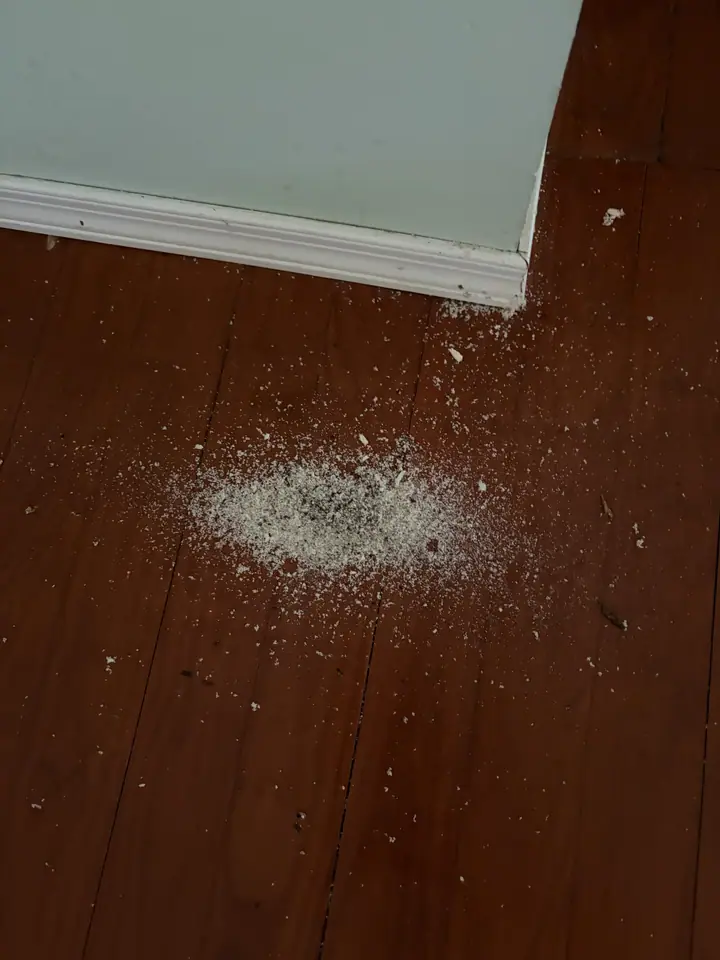 Ant problem signs with sawdust piles near a wooden baseboard.