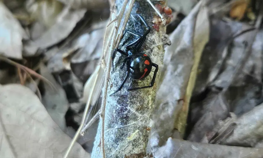 A black widow spider with its red hourglass marking, identified by Rozier Pest Control & Waterproofing.