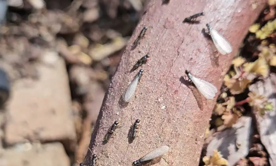 An active termite swarm with winged and wingless termites on wood, found during a Rozier Pest Control & Waterproofing inspection.