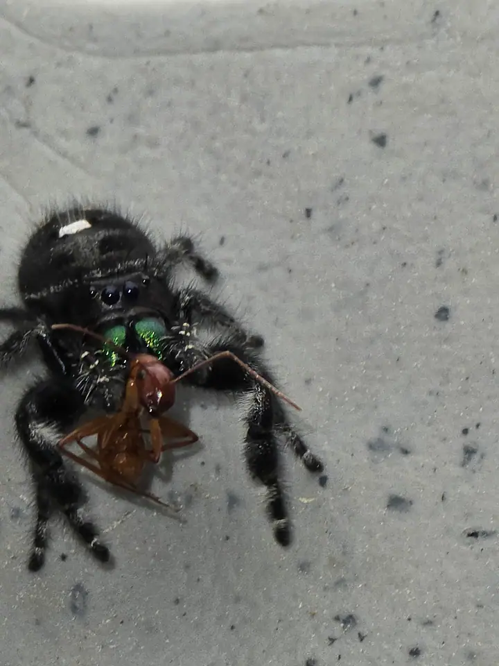A jumping spider feeding on an ant.
