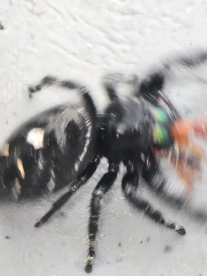 A black jumping spider on a light surface.