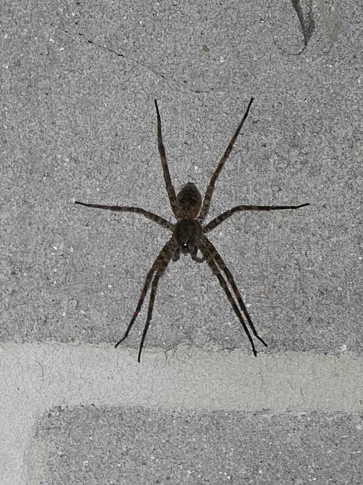 A large spider on a textured concrete surface.