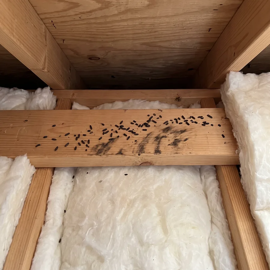 Illustration of rodent droppings on an attic beam.