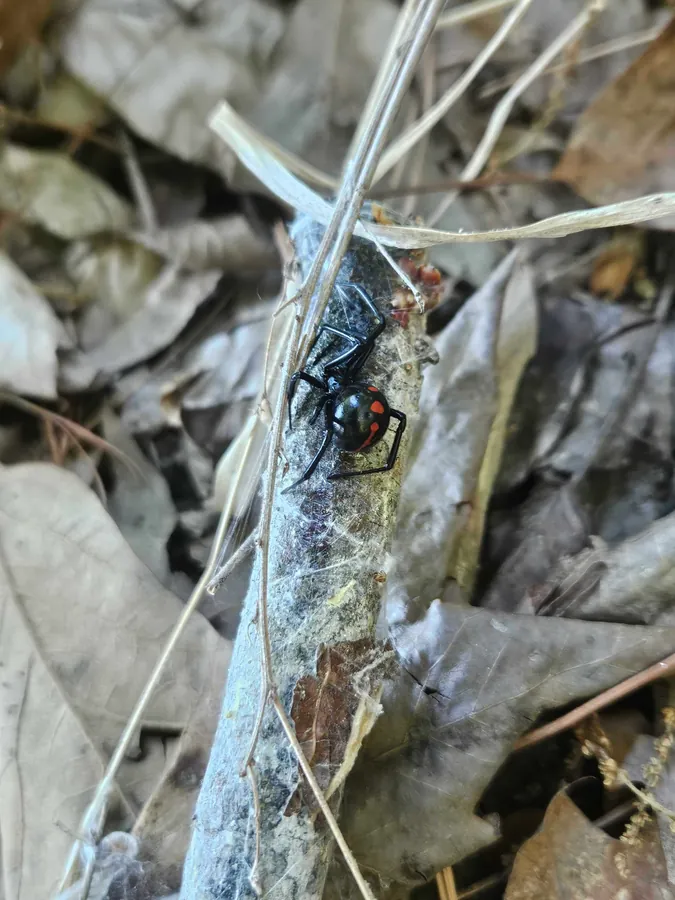 A black widow spider on a web with the red hourglass marking visible, photographed during a Rozier Pest Control & Waterproofing inspection.