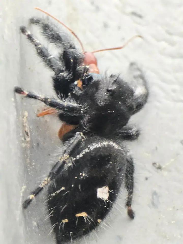 A jumping spider with an ant it has caught.
