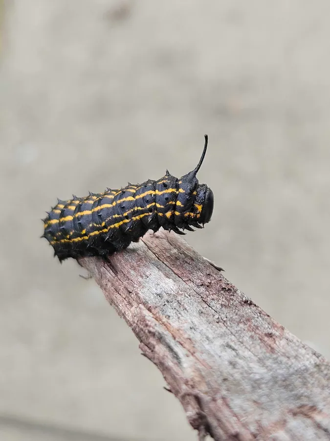 A black and yellow spiky caterpillar on exterior siding, identified during a Rozier Pest Control & Waterproofing visit.