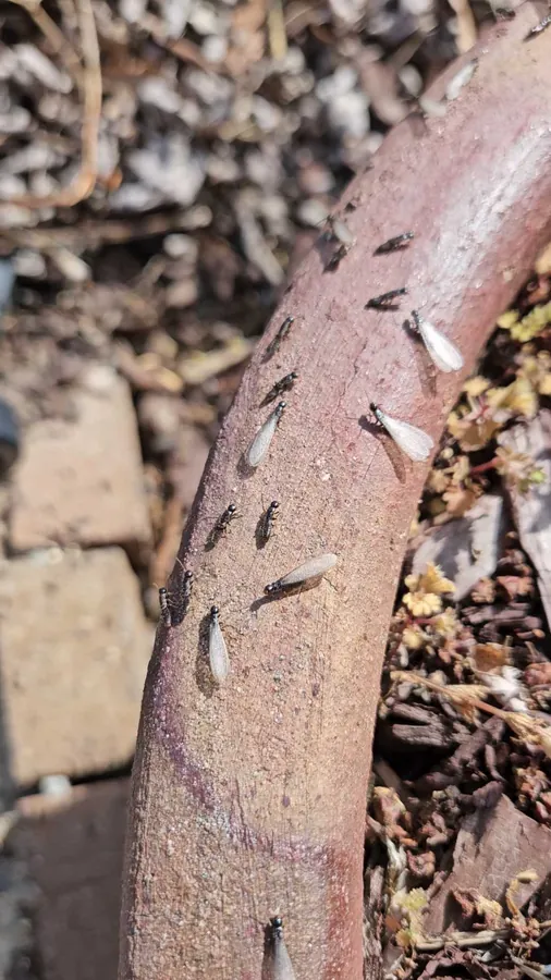 An active termite swarm with winged and wingless insects, photographed by Rozier Pest Control & Waterproofing.