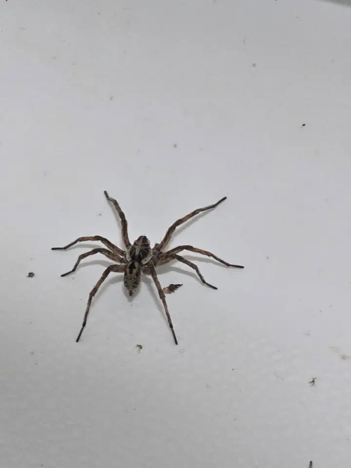 A large brown hunting spider on a white interior wall.