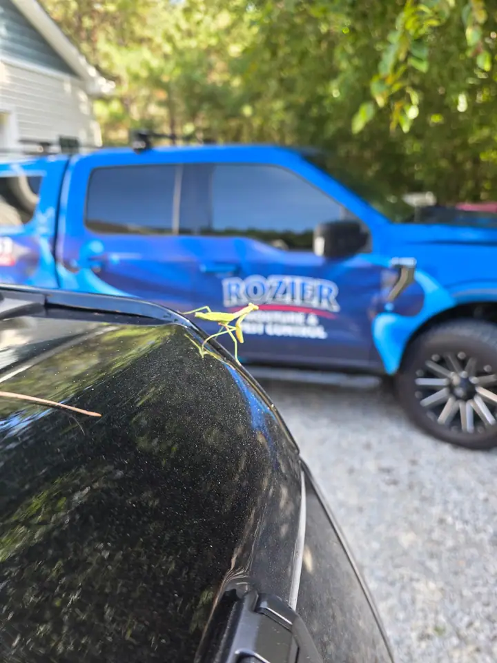 A Rozier Pest Control & Waterproofing truck, with a praying mantis resting on a car hood in the foreground.