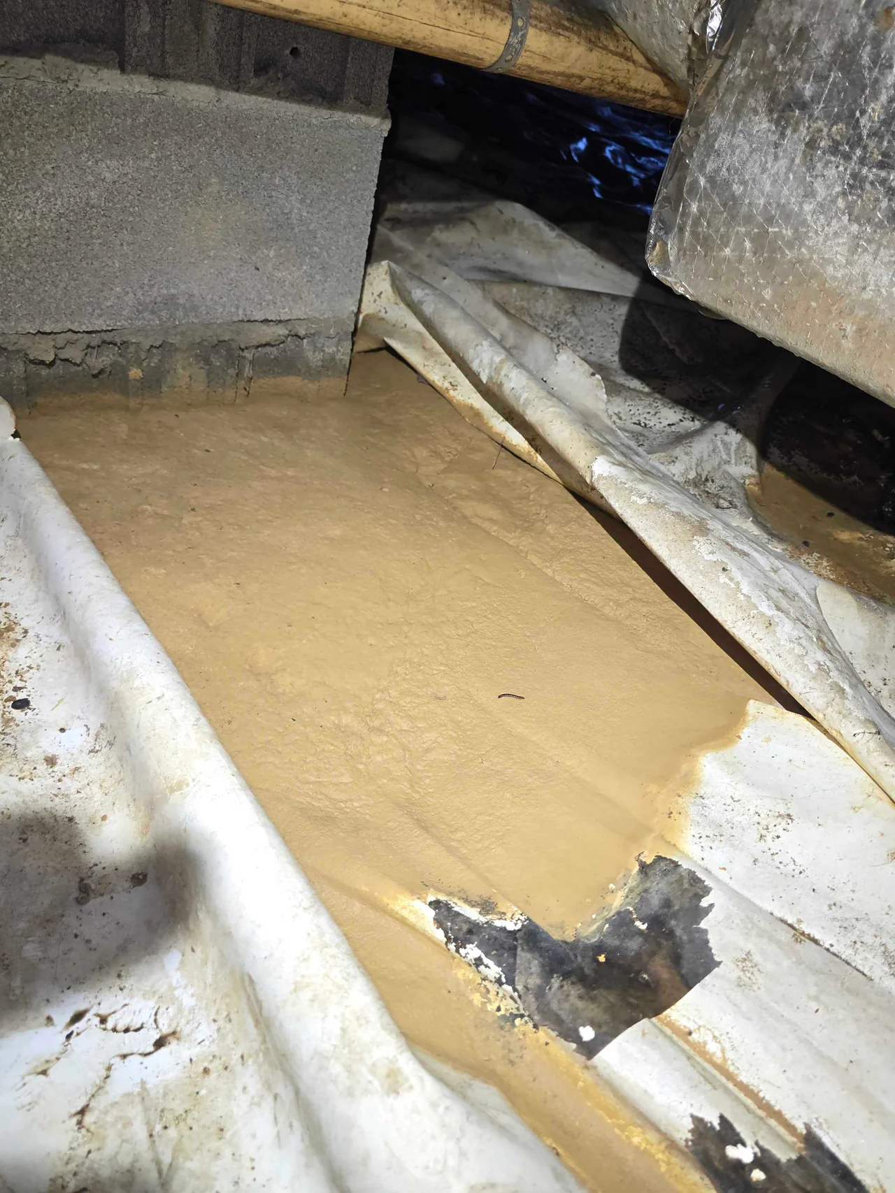 Rozier Pest Control & Waterproofing addressing standing water and moisture under a damaged crawl space vapor barrier.