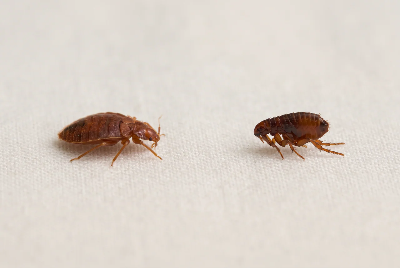 Early warning signs of bed bug bites on a regional home