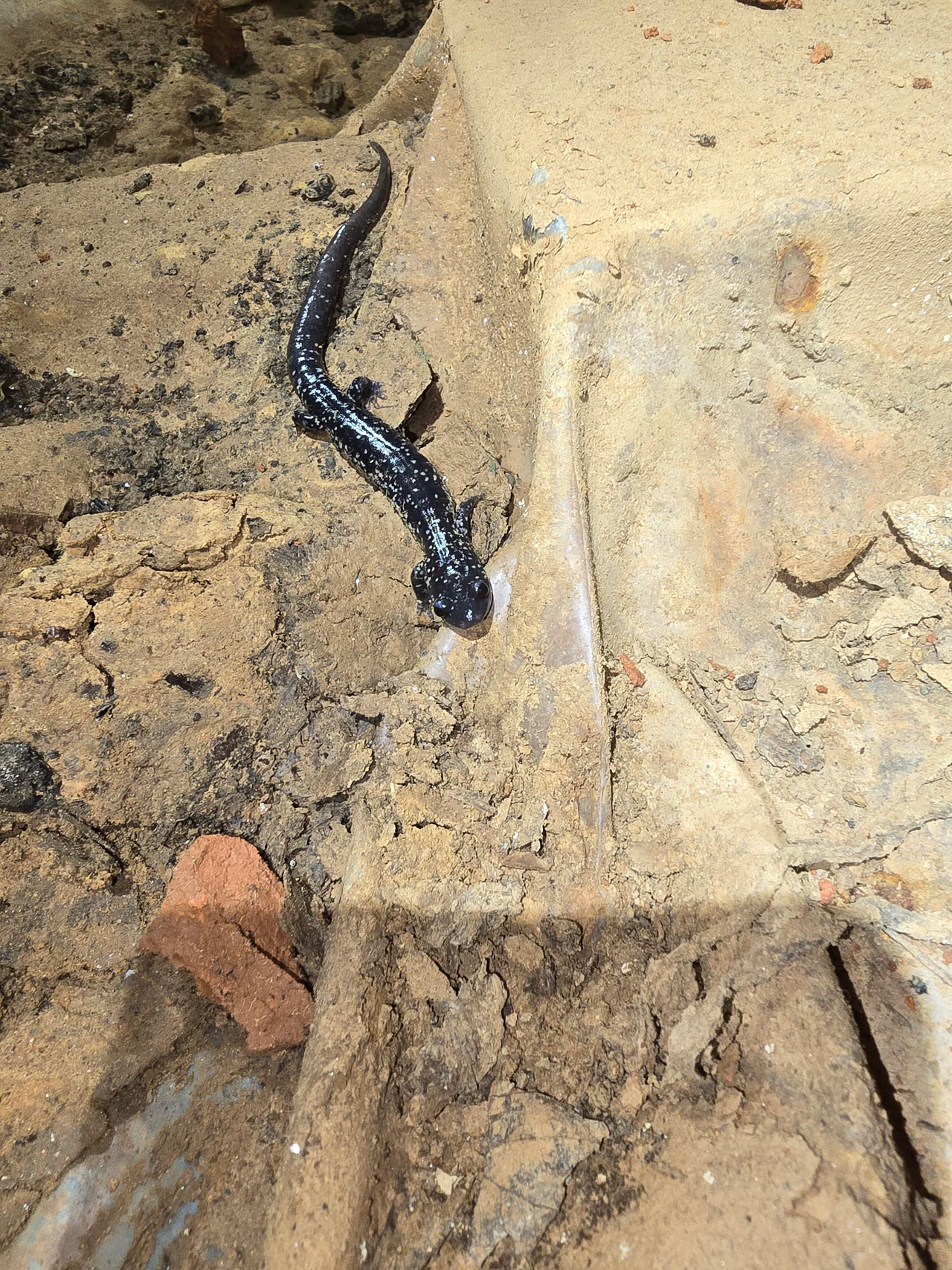 Rozier Pest Control & Waterproofing inspecting signs of basement flooding and dampness in a crawl space environment.