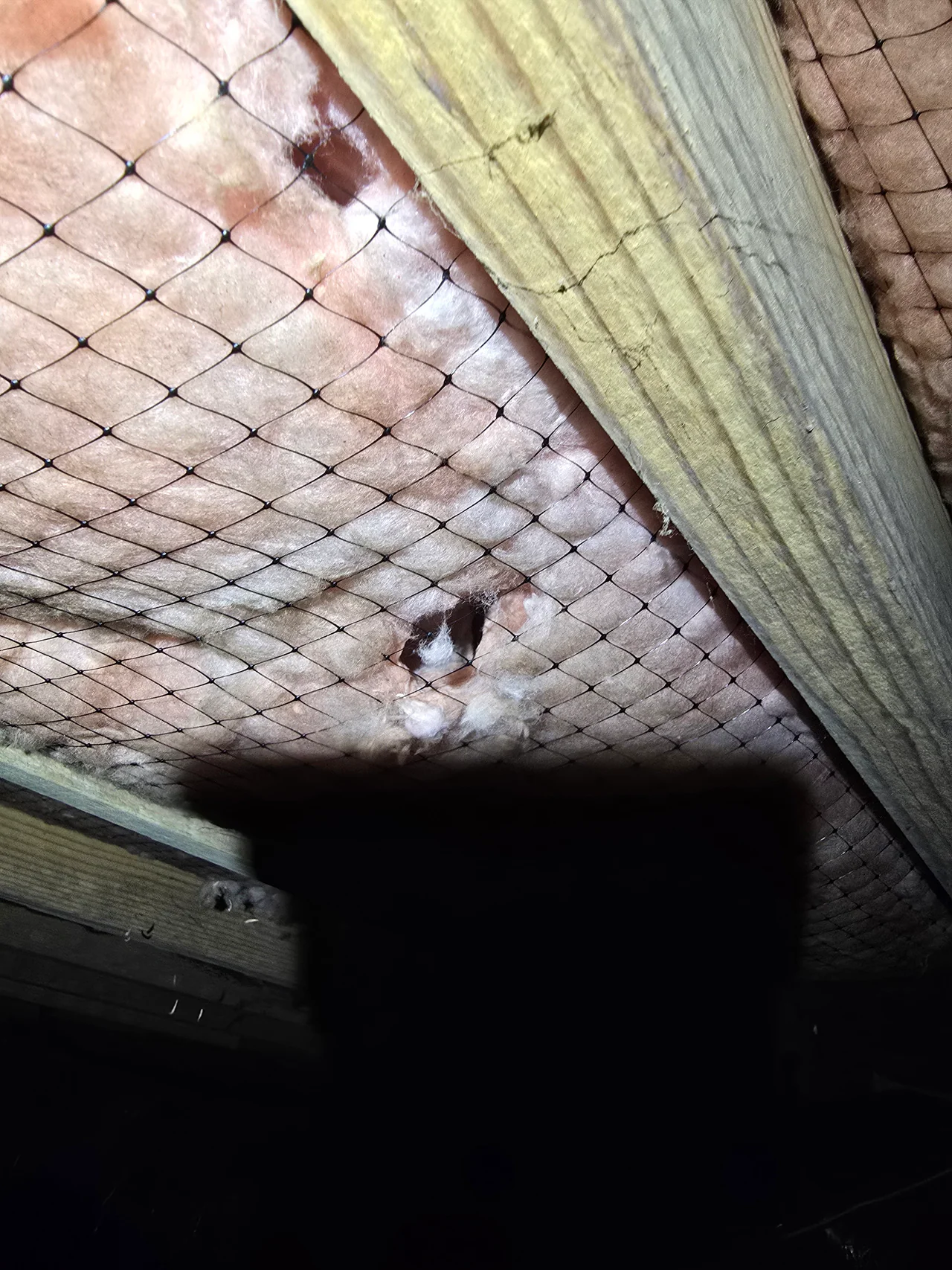 Rozier Pest Control & Waterproofing inspecting attic or crawl space insulation damage and cracked wood joist.