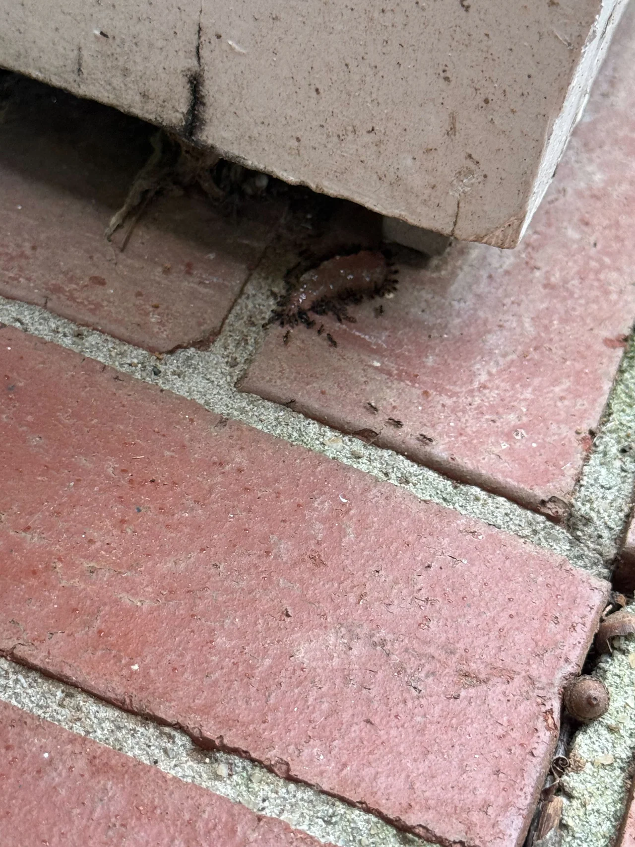 Rozier Pest Control & Waterproofing inspecting visible ant trails and an ant infestation under a concrete block.